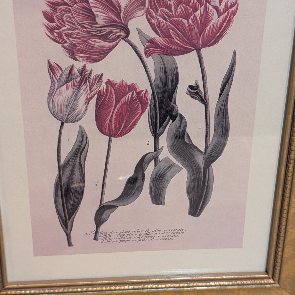 Vintage Framed Art Prints(Set)~Tulips~Johann Wilhelm Weinmann - Picture 5 of 11